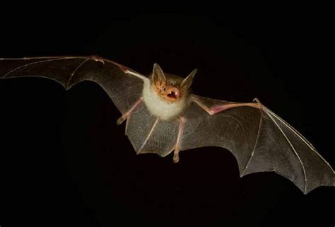 蝙蝠飞进房间代表什么 乳下有痣
